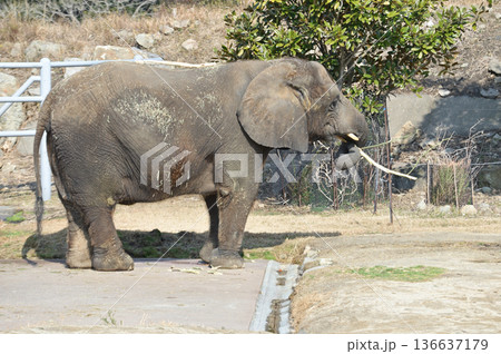 餌を食べるアフリカゾウ 餌を食べるアフリカゾウ 136637179