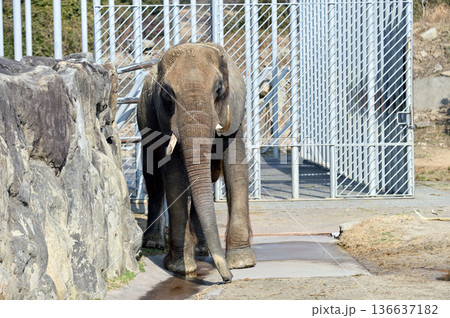 歩くアフリカゾウ 歩くアフリカゾウ 136637182