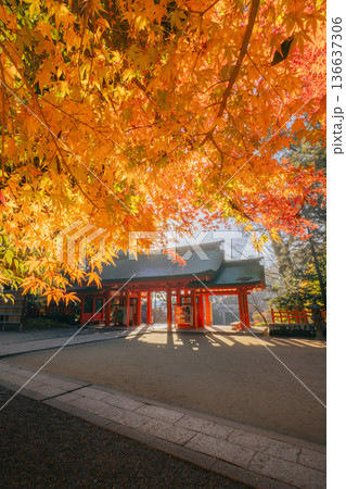 香取神宮 総門と紅葉の秋景色 136637306