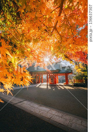 香取神宮 総門と紅葉の秋景色 136637307
