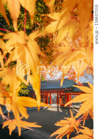 香取神宮 総門と紅葉の秋景色 136637310