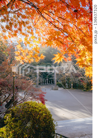 香取神宮 鳥居と紅葉 136637320