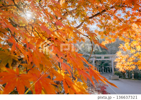 香取神宮 鳥居と紅葉 136637321
