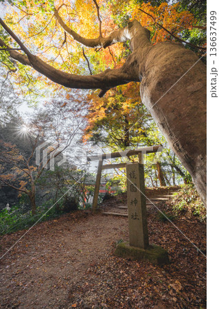 香取護国神社 鳥居と紅葉に包まれる秋の光景 香取護国神社 鳥居と紅葉に包まれる秋の光景 136637499