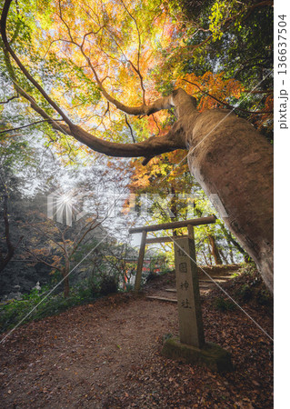 香取護国神社 鳥居と紅葉に包まれる秋の光景 香取護国神社 鳥居と紅葉に包まれる秋の光景 136637504