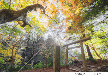 香取護国神社 鳥居と紅葉に包まれる秋の光景 136637508