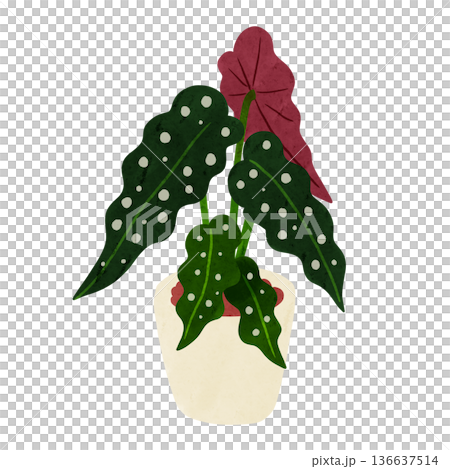Begonia maculata potted plant watercolor hand-drawn illustration Begonia maculata potted plant watercolor hand-drawn illustration 136637514