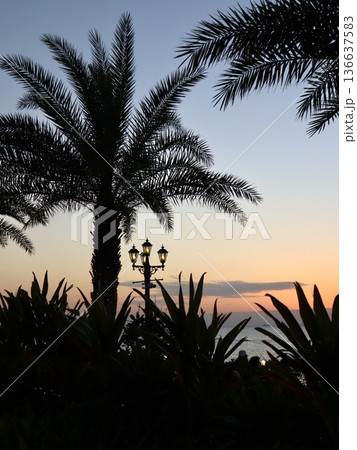 サンセットビーチ夕暮れヤシの木シルエット縦構図|旅行PR・ポスター背景素材 サンセットビーチ夕暮れヤシの木シルエット縦構図|旅行PR・ポスター背景素材 136637583