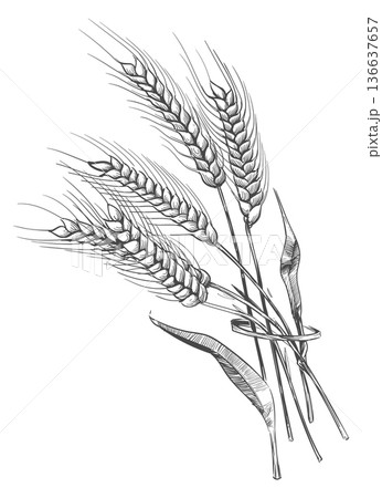 Wheat ears bunch engraving. Crop hand drawing 136637657