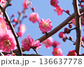 青空に映える梅の花 136637778