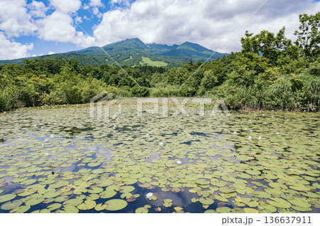 新潟 いもり池と妙高山 新潟 いもり池と妙高山 136637911
