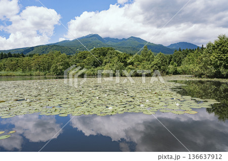 新潟　いもり池と妙高山 136637912
