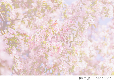 Pink cherry blossom flowers on tree branches with soft sunlight, blurred backdrop creating floral spring background. Natural pastel background with cherry blossom texture, seasonal design, copy space 136638287