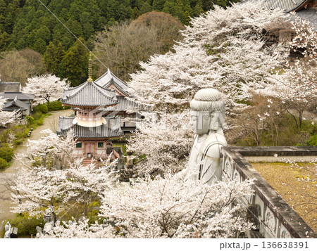 壺阪寺の桜大仏、満開の桜に包まれる大仏様 壺阪寺の桜大仏、満開の桜に包まれる大仏様 136638391