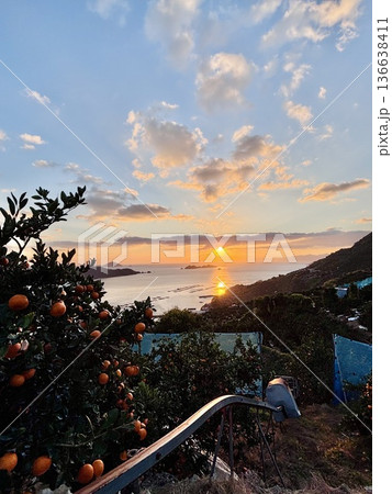 愛媛のみかん畑から見る夕焼け 愛媛のみかん畑から見る夕焼け 136638411