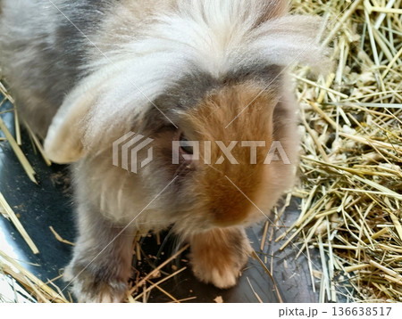 Young Rabbit With Attentive Expression Explores Rustic Surroundings With Textured Fur And Curiosity 136638517