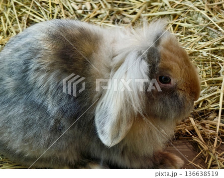 Curious Lop Eared Rabbit Alert, Straw Bedding And Rustic Textures Frame Inquisitive Lop Eared Rabbit Curious Lop Eared Rabbit Alert, Straw Bedding And Rustic Textures Frame Inquisitive Lop Eared Rabbit 136638519