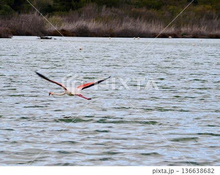 Graceful Bird Glides Over Waters, Delicate Flamingo Moves Smoothly Over Shimmering Water Surface Graceful Bird Glides Over Waters, Delicate Flamingo Moves Smoothly Over Shimmering Water Surface 136638682