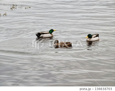Duck Trio Tranquility, Peaceful Ducks Drift Calmly, Gentle Mallard Group Moves Serenely Across Water 136638703