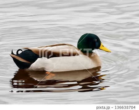 Realistic Depiction Of Male Duck With Detailed Plumage Reflecting On Rippling Water Surface Realistic Depiction Of Male Duck With Detailed Plumage Reflecting On Rippling Water Surface 136638704