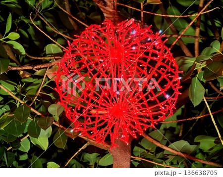 Red Bloom Amidst Lush Foliage, Vivid Red Flower With Intricate Filaments In Peaceful Garden Setting Red Bloom Amidst Lush Foliage, Vivid Red Flower With Intricate Filaments In Peaceful Garden Setting 136638705