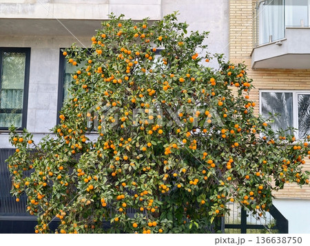 Urban Greenery Emphasizes Sustainable Living With Abundant Ripe Orange Harvest And Vibrant Foliage 136638750