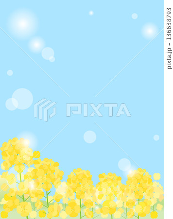 青空と日差しと菜の花畑を組み合わせた背景のイラスト　アスペクト比1：1バージョン 136638793