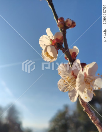 朝日を浴びた梅 朝日を浴びた梅 136638794
