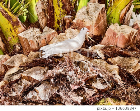 Gentle White Bird Nestled Among Tropical Foliage, Calm Dove Perched In Lush Paradise Under Warm Sunlight 136638847