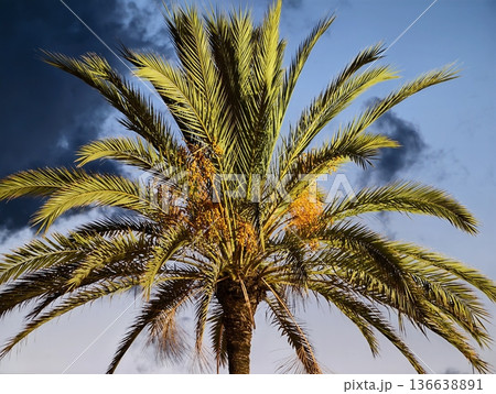 Idyllic Mediterranean Setting Featuring Sundappled Palms And Tranquil Ocean Backdrop For Creative Photography Idyllic Mediterranean Setting Featuring Sundappled Palms And Tranquil Ocean Backdrop For Creative Photography 136638891
