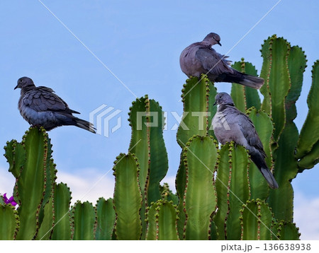 Serene Birds On Spiny Plants, Quiet Doves Resting Atop Tall Cactus With Spines Under Blue Sky Serene Birds On Spiny Plants, Quiet Doves Resting Atop Tall Cactus With Spines Under Blue Sky 136638938