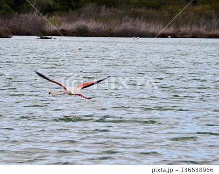 Solitary Flamingo With Outstretched Wings Crosses Serene Water Amidst Distant Reedbeds And Muted Sky 136638966