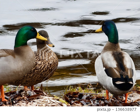 Mallards Mirror Water, Reflected Images Of Mallards Create Peaceful Scenes On Calm Water Surfaces Mallards Mirror Water, Reflected Images Of Mallards Create Peaceful Scenes On Calm Water Surfaces 136638977