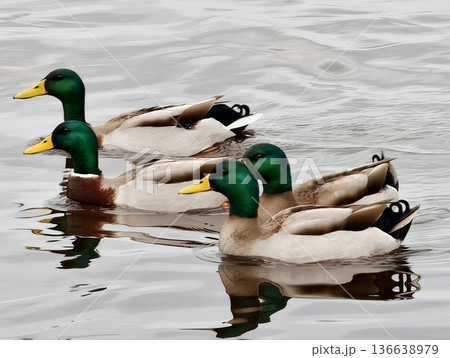 Waterfowl Glide Through Tranquil Pond, Mallards Move Cohesively Across Serene Water With Gentle Ripples 136638979