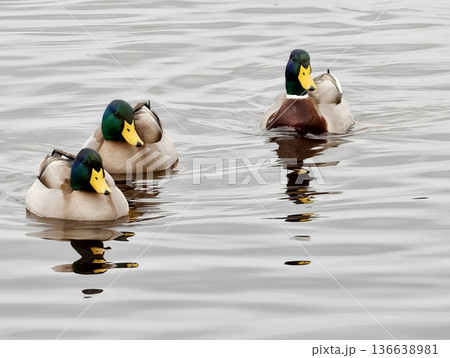 Duo Of Mallards Gracefully Move Over Reflective Waters Emphasizing Their Bright Green Coloration 136638981