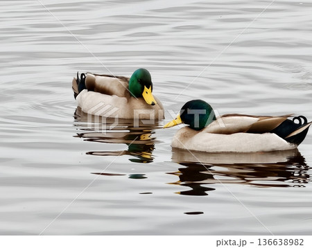 Two Ducks Move Smoothly Creating Gentle Ripples, Pair Of Mallards In Harmony On Subdued Water Surface Two Ducks Move Smoothly Creating Gentle Ripples, Pair Of Mallards In Harmony On Subdued Water Surface 136638982