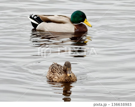 Duck On Calm Water, Isolated Female Mallard Gracefully Drifting On Placid Water With Soft Winter Palette 136638983