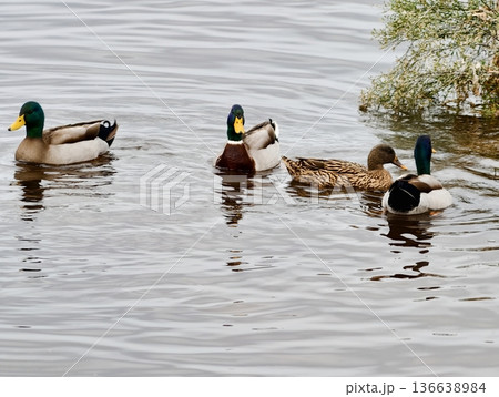 Mallards Glide On Tranquil Waters, Peaceful Scene Of Ducks Peacefully Swimming In Still Water Setting Mallards Glide On Tranquil Waters, Peaceful Scene Of Ducks Peacefully Swimming In Still Water Setting 136638984