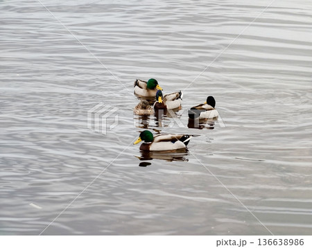 Duck Family Gliding, Family Of Mallards Moves Gracefully With Protective Formation On Water Duck Family Gliding, Family Of Mallards Moves Gracefully With Protective Formation On Water 136638986