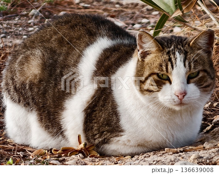 Contented Cat Naps Outdoors Peacefully, Serene Tabby Lounges Among Garden Plants And Stones Contented Cat Naps Outdoors Peacefully, Serene Tabby Lounges Among Garden Plants And Stones 136639008