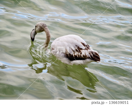 Pink Bird Rests By Shoreline, Elegant Flamingo With Extended Neck In Peaceful Blue Surroundings 136639051