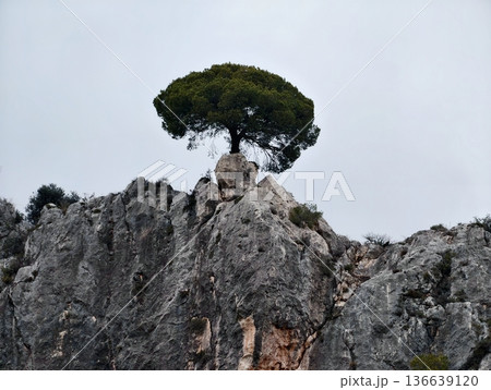 Ancient Pine Overlooking Cliffs, Twisted Pine Tree Standing On Jagged Precipice Landscape Scene Ancient Pine Overlooking Cliffs, Twisted Pine Tree Standing On Jagged Precipice Landscape Scene 136639120
