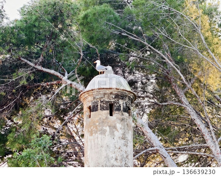 Serene Woodland Lookout, Mosscovered Tower With Perched Pigeon Amidst Tranquil Pine Canopy Scene Serene Woodland Lookout, Mosscovered Tower With Perched Pigeon Amidst Tranquil Pine Canopy Scene 136639230
