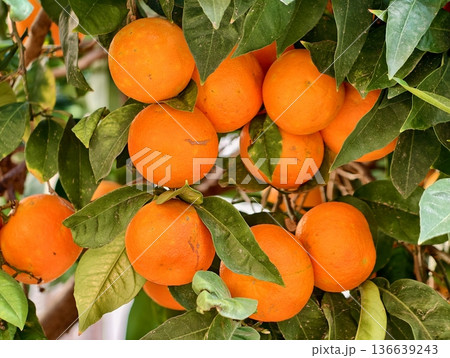 Closeup View Of Ripe Oranges Hanging On Branches With Dew And Sunlight Illuminating Texture Closeup View Of Ripe Oranges Hanging On Branches With Dew And Sunlight Illuminating Texture 136639243