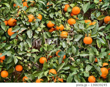 Dense Canopy Of Orange Leaves Heavy With Mature Fruit Creating Vivid Harvest And Agricultural Display 136639245