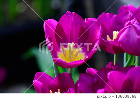 Vibrant purple tulip flowers with yellow centers bloom in a spring garden creating a beautiful natural background for floral and botanical design Vibrant purple tulip flowers with yellow centers bloom in a spring garden creating a beautiful natural background for floral and botanical design 136639569