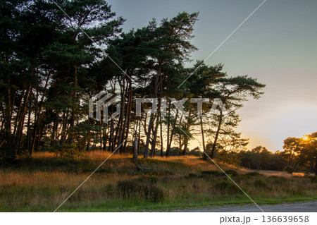 Landscape with sunset on the Veluwe Landscape with sunset on the Veluwe 136639658