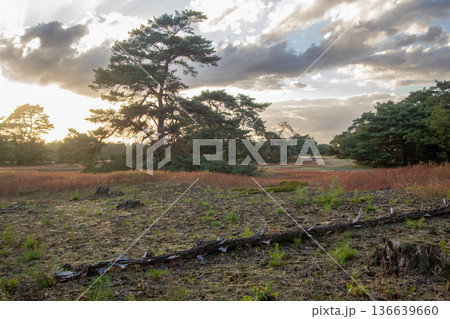 Landscape with sunset on the Veluwe 136639660