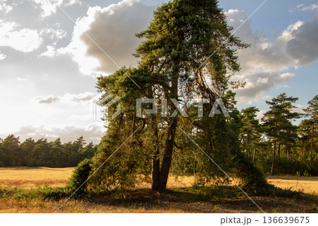 Landscape with sunset on the Veluwe 136639675