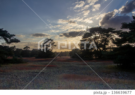 Landscape with sunset on the Veluwe Landscape with sunset on the Veluwe 136639677
